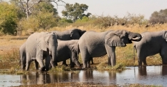 The Moremi Game Reserve