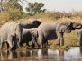 The Moremi Game Reserve
